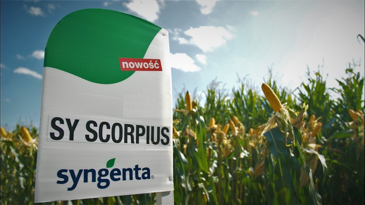 SY Scorpius - polowa prezentacja odmiany