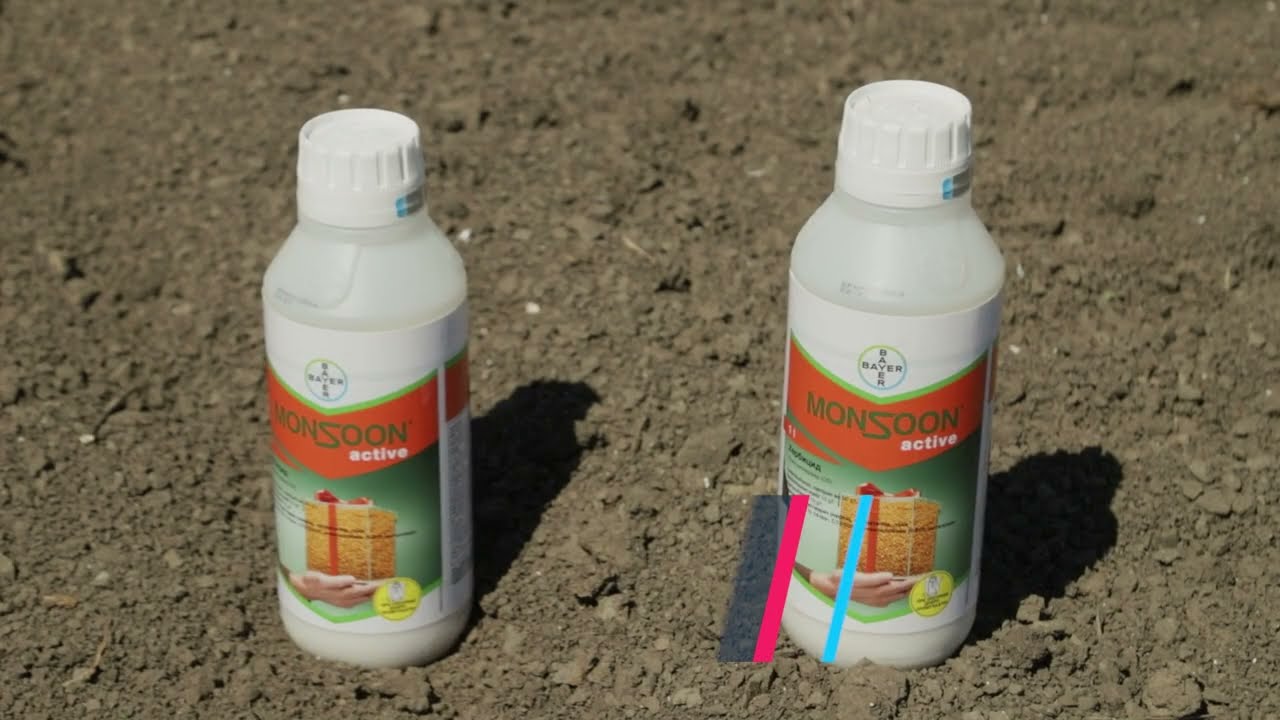 BAYER  MONSOON ACTIVE