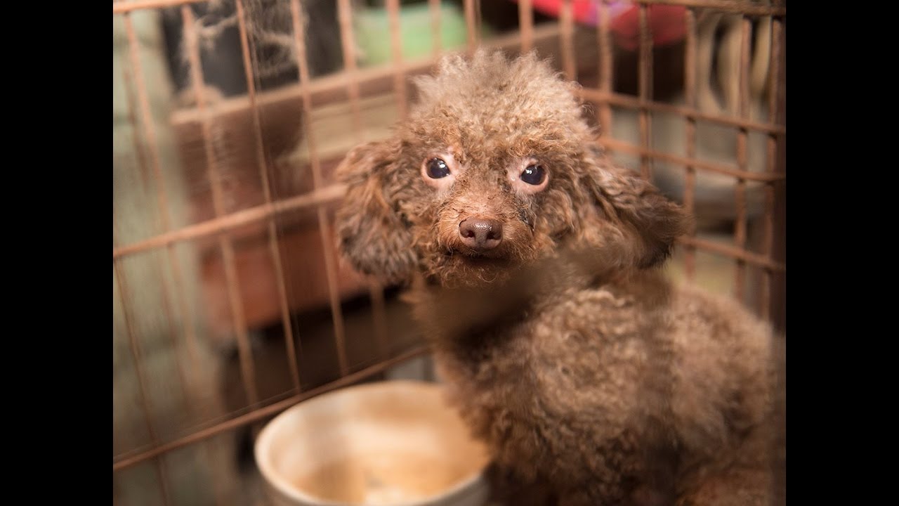 140+ animals rescued from North Carolina puppy mill