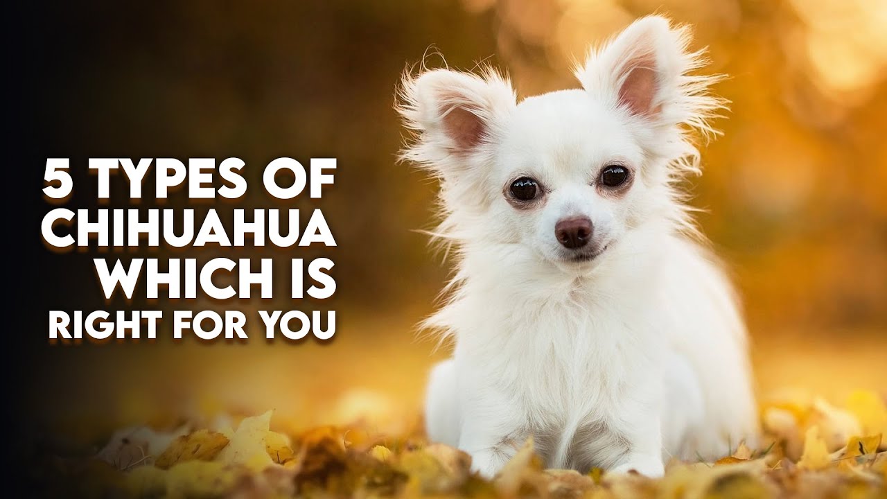 5 Types of Chihuahua-Which Is Right for You