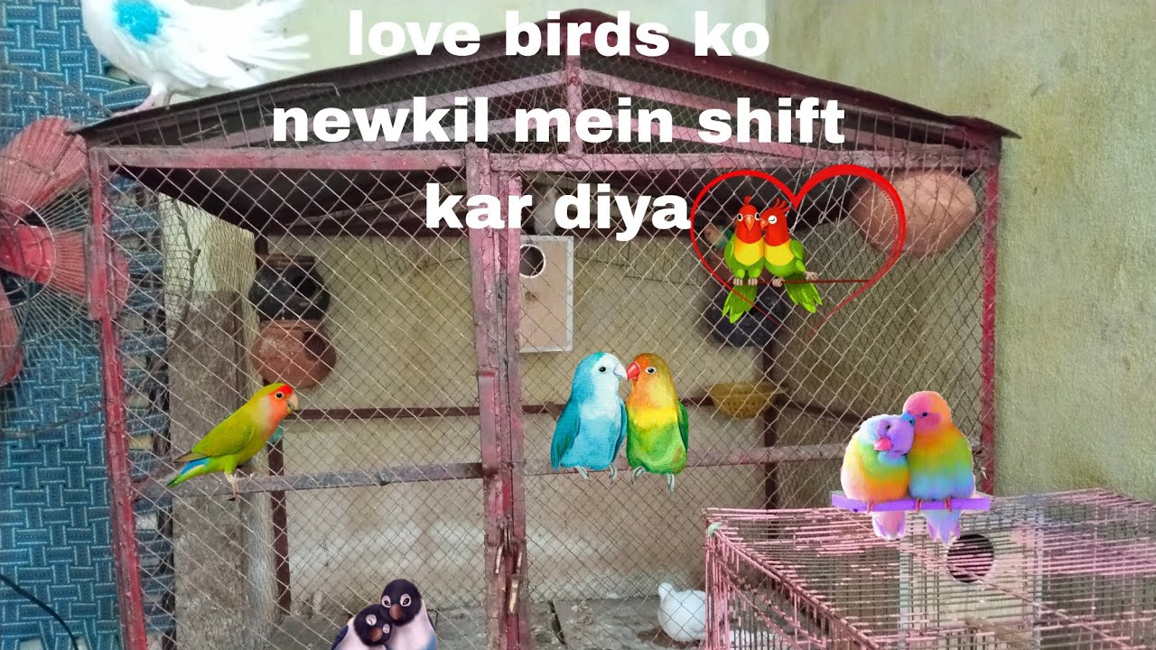 Love birds ka sweet home 🏡💞 