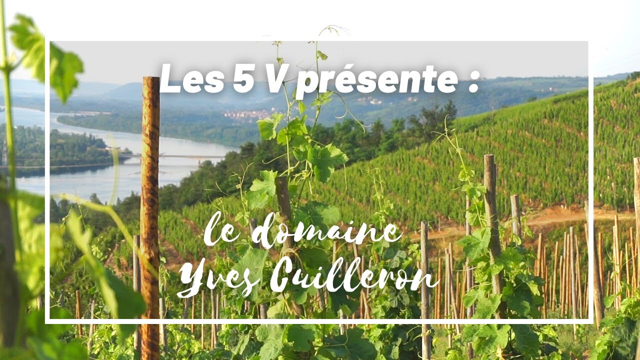 DOMAINE YVES CUILLERON : Une visite dans les côtes du Rhône septentrionaux - Les 5 V