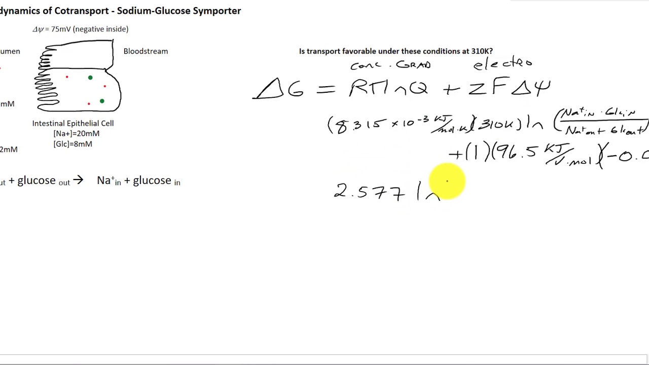 Basic Symporter Thermodynamics