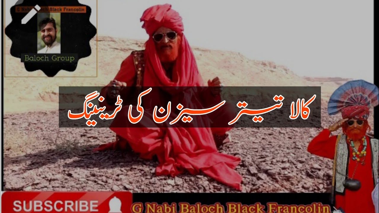 Kala Teetar Season ki Training Tips Black Francolin Season start training G Nabi Baloch Kala Teetar