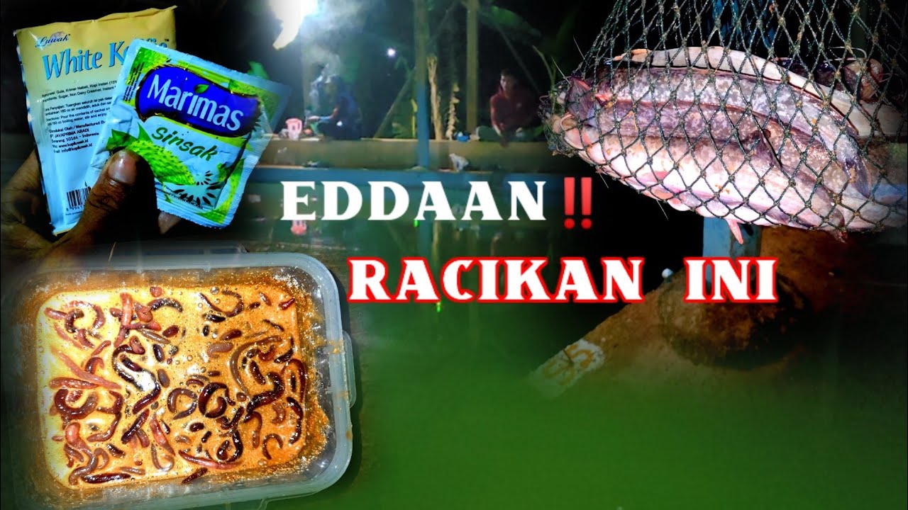 Umpan Lele Paling Jitu Ikan Susah makan/Mogok Makan ‼️Kopi cacing