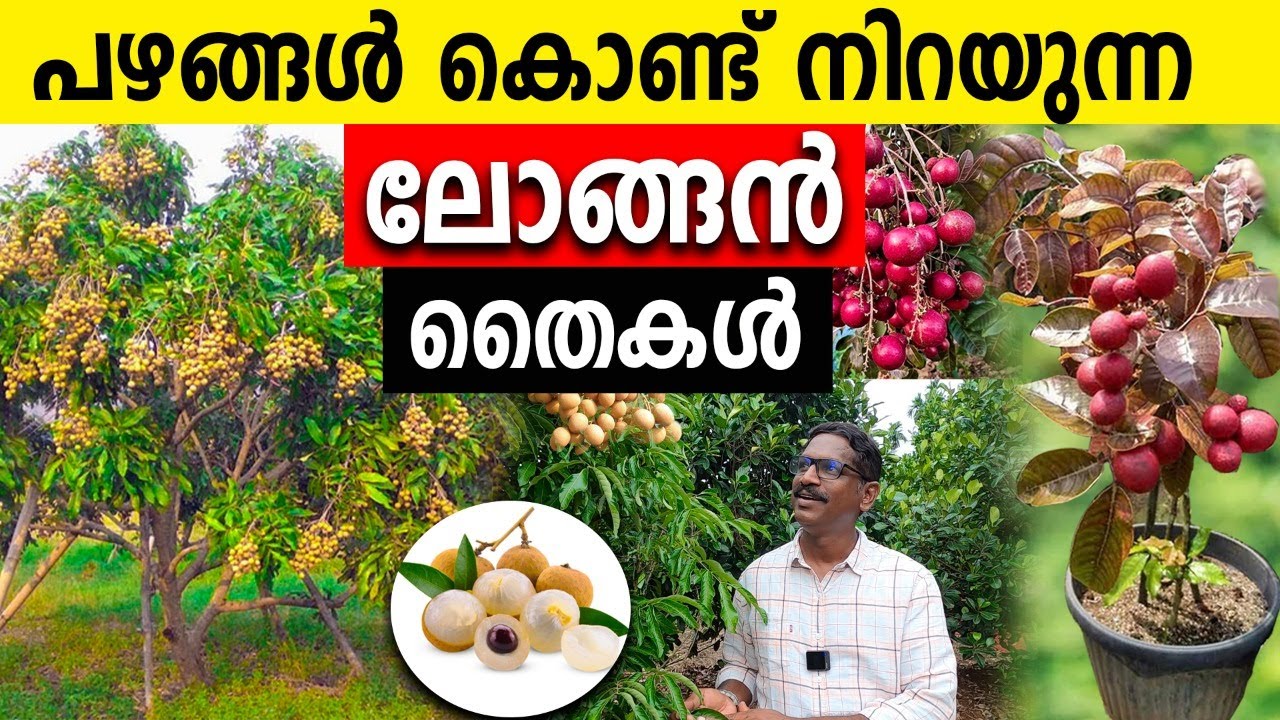 പഴങ്ങള്‍ കൊണ്ട് നിറയുന്ന ലോങ്ങന്‍ തൈകള്‍ വിലക്കുറവില്‍ | How To Increase Longan Production