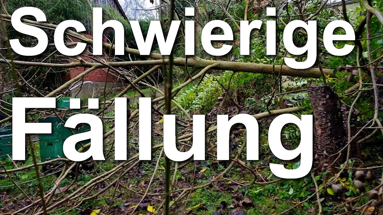 Schwierige Fällung eines Baumes am Bienenstand mit Husqvarna 120iTK4-P - So macht der 