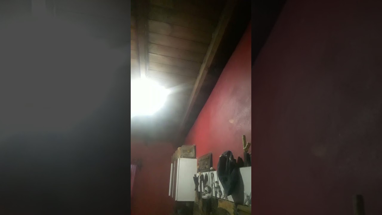 jilguero todo trino y prio