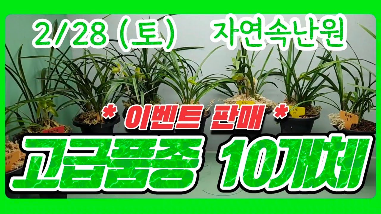 [2월 28일 주말특가] 주금화, 홍화소심, 색화, 주금화, 소심, 황화, 입변, 복색화, 기화, 색화 올려봅니다.