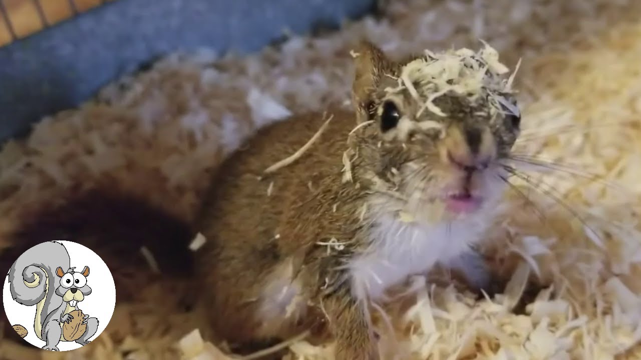 Funny Squirrels Acting Derpy 🐿️