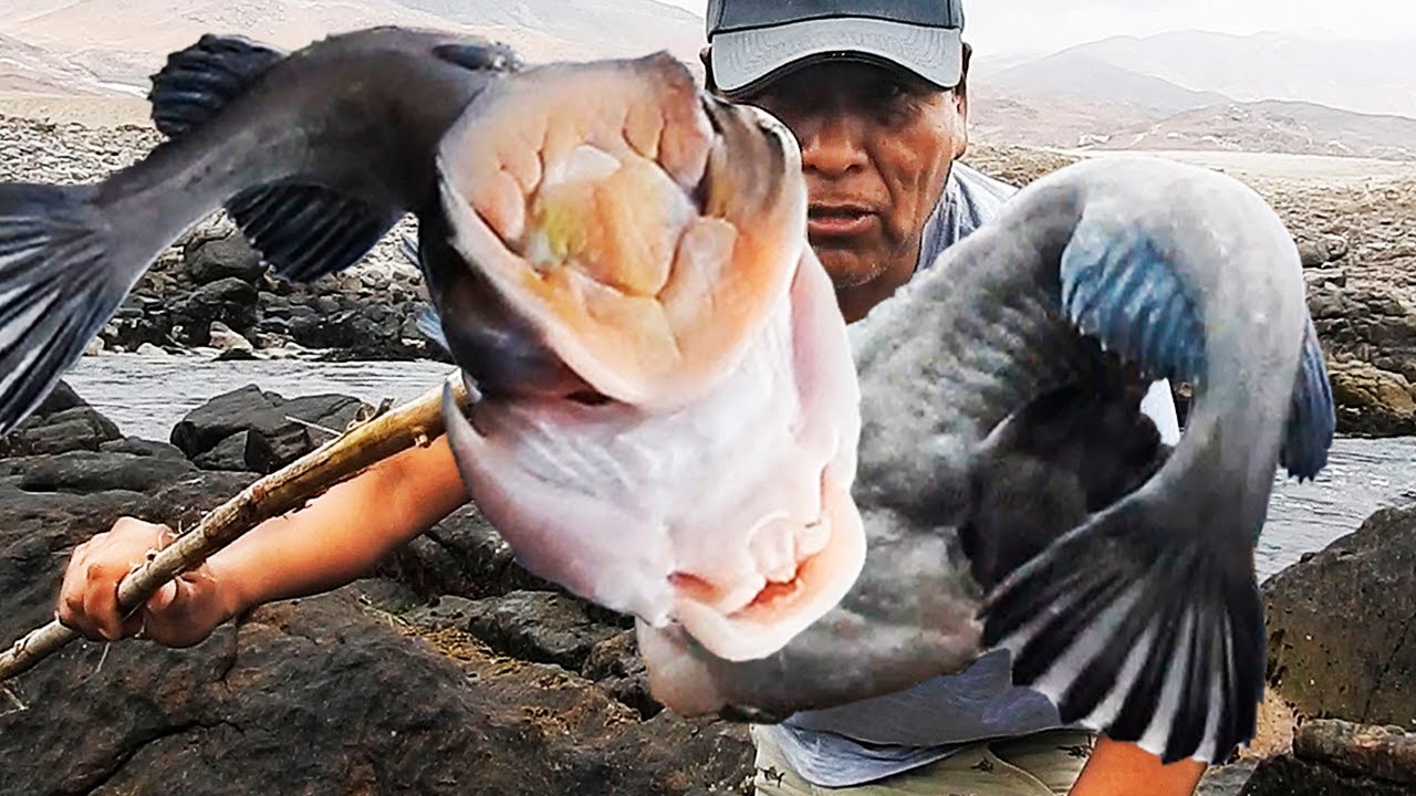 Посмотрите, как этот человек ловит рыбу-лягушку с помощью простого крючка и удочки