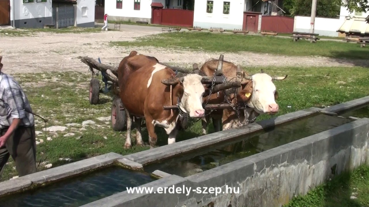 Torockó, dal: Kormorán: Ki szívét osztja szét HD