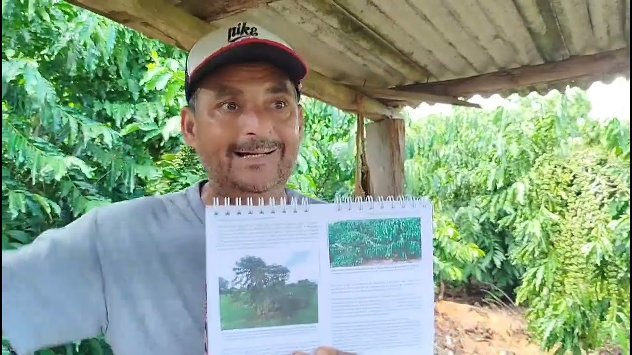 Veja como que foram criados os clones.ROBUSTA DE RONDÔNIA
