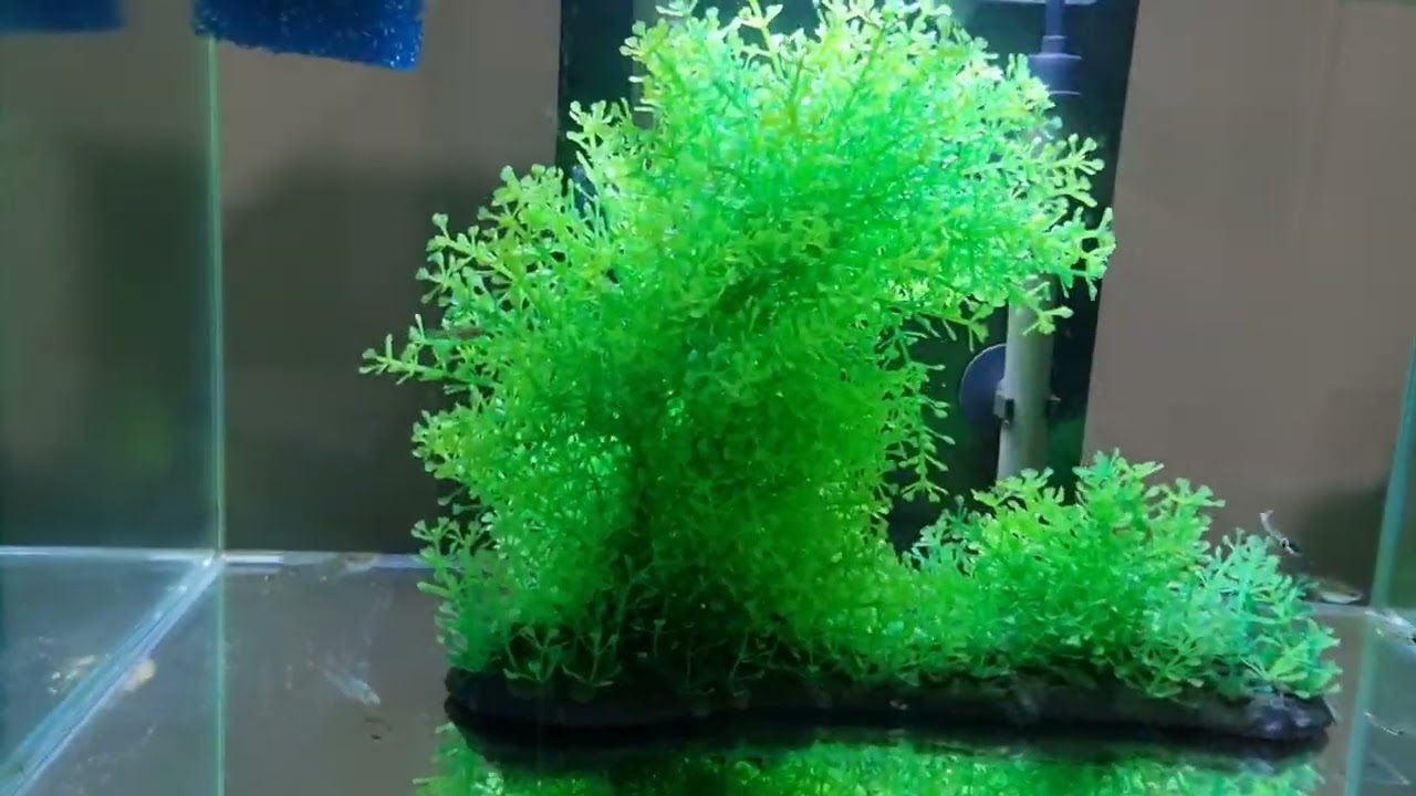 Breeding Endler Guppies. 