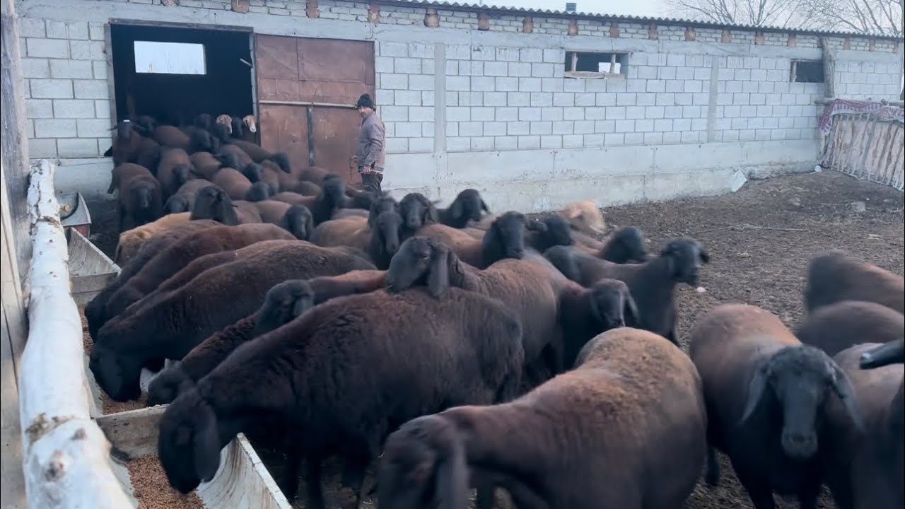 Zotga 64ta ELITA sovluq qo’zi oldim, rejalar o’zgardimi? Qo’zilar foyda qiladimi?
