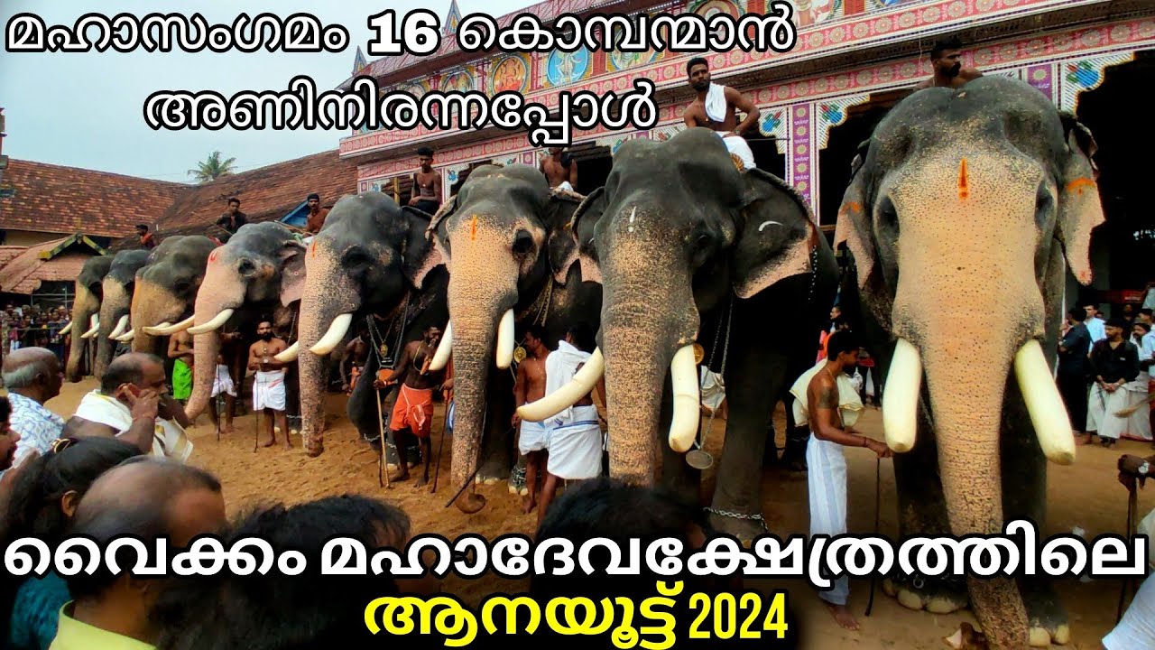 16 കൊമ്പന്മാൻ! ഇന്ന് നടന്ന വൈക്കത്തപ്പന്റെ ആനയൂട്ട് 2024 ! vaikom mahadeva temple aanayoottu 2024