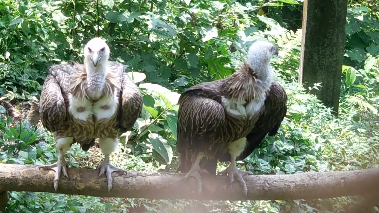 Mulukawlh - Aizawl Zoo