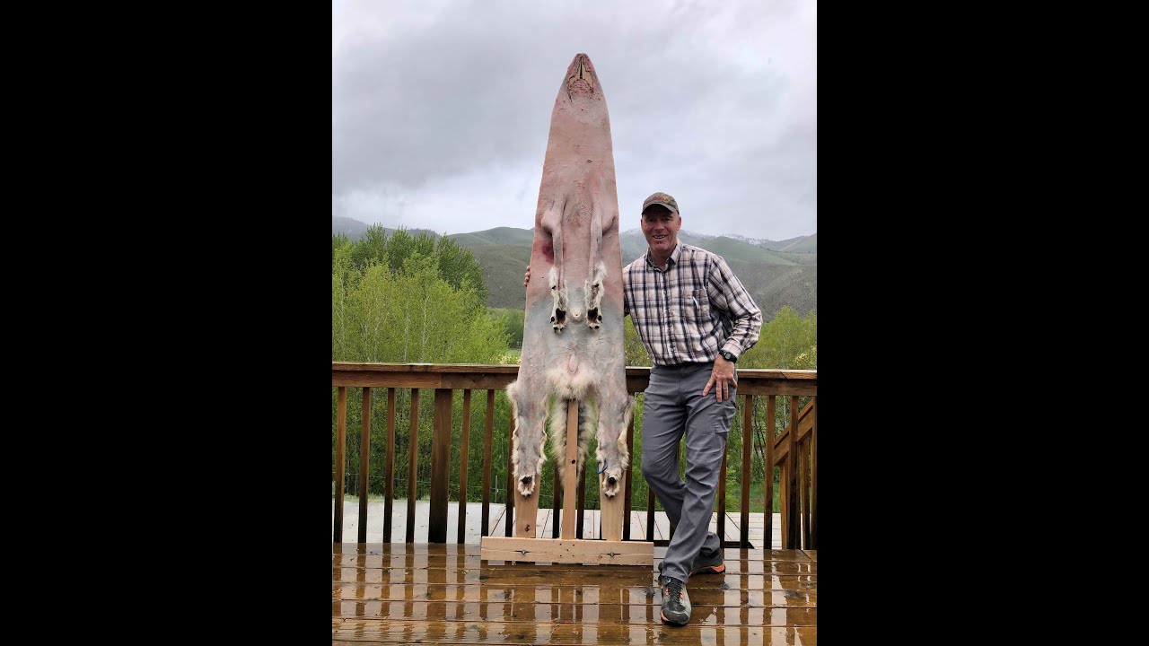 How to Build a Wolf Stretcher