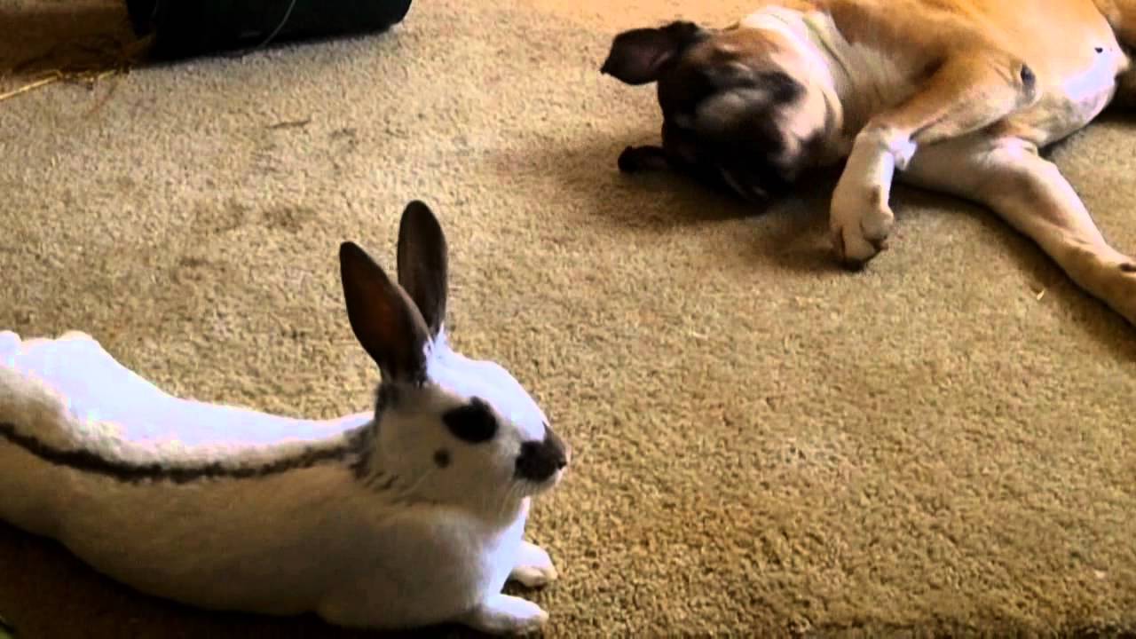 A Boxer Dog And His Bunnies!