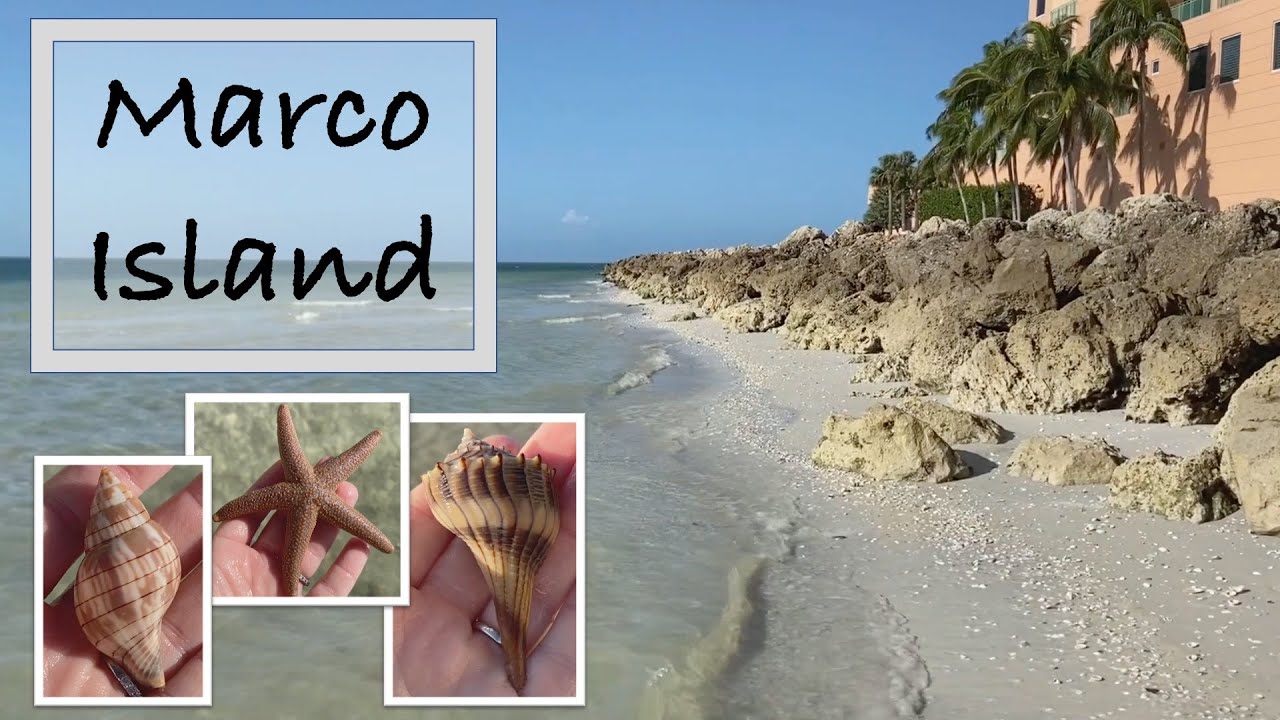 Florida Shelling at Marco Island. Virtual beach combing and low tide treasures and critters.