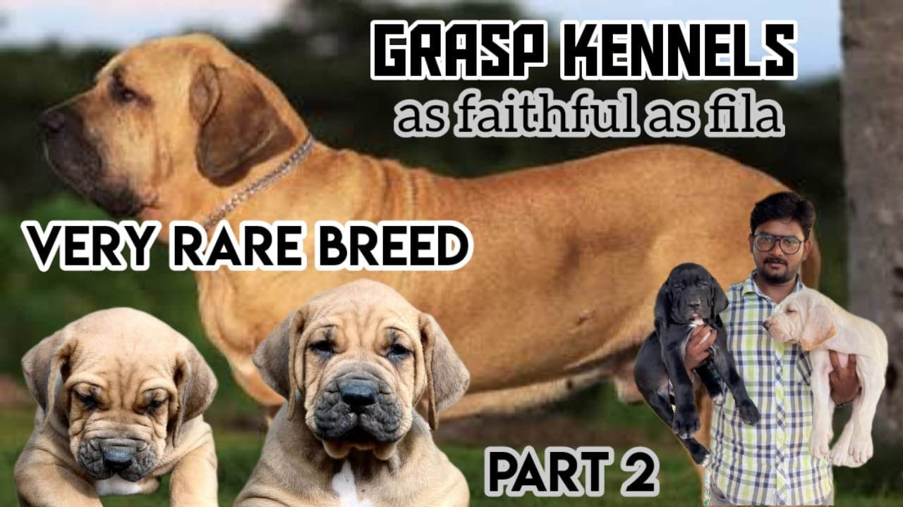Fila brasileiro | Dog Kennels in tamilnadu | Puppies for sales | Puppy pricelist | Dogs for sale