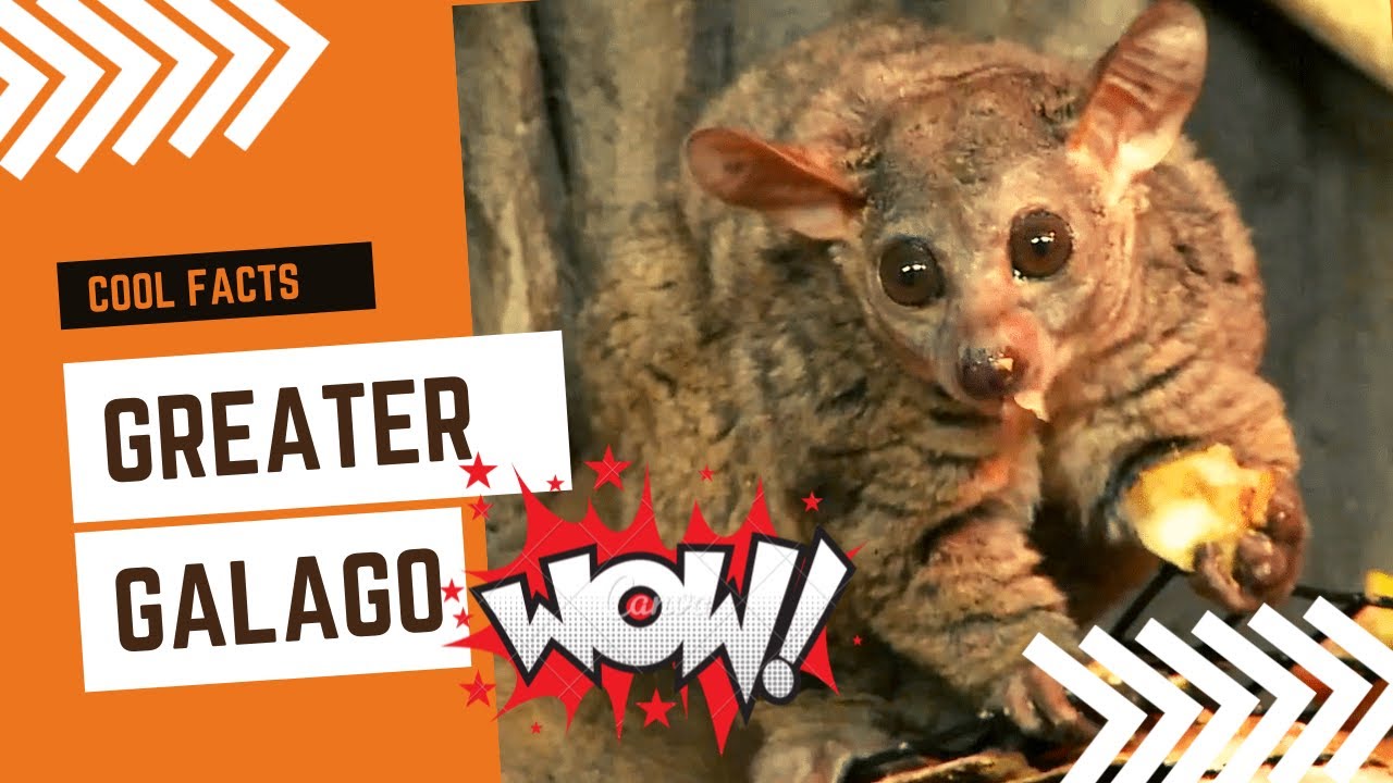 greater galagos facts 🐀 thick-tailed bushbabies 🦜 found in coastal regions of East Africa