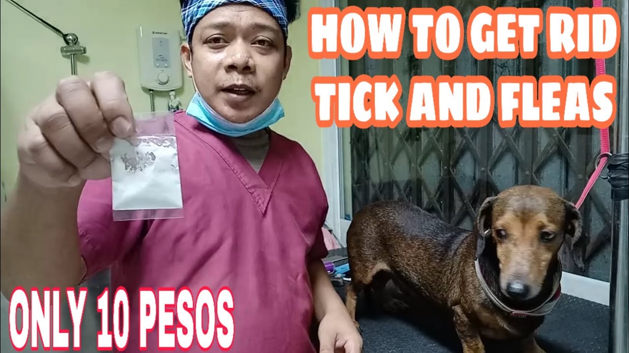 HOW TO GET RID OF TICKS AND FLEAS | MABISANG PANTANGGAL NG GARAPATA