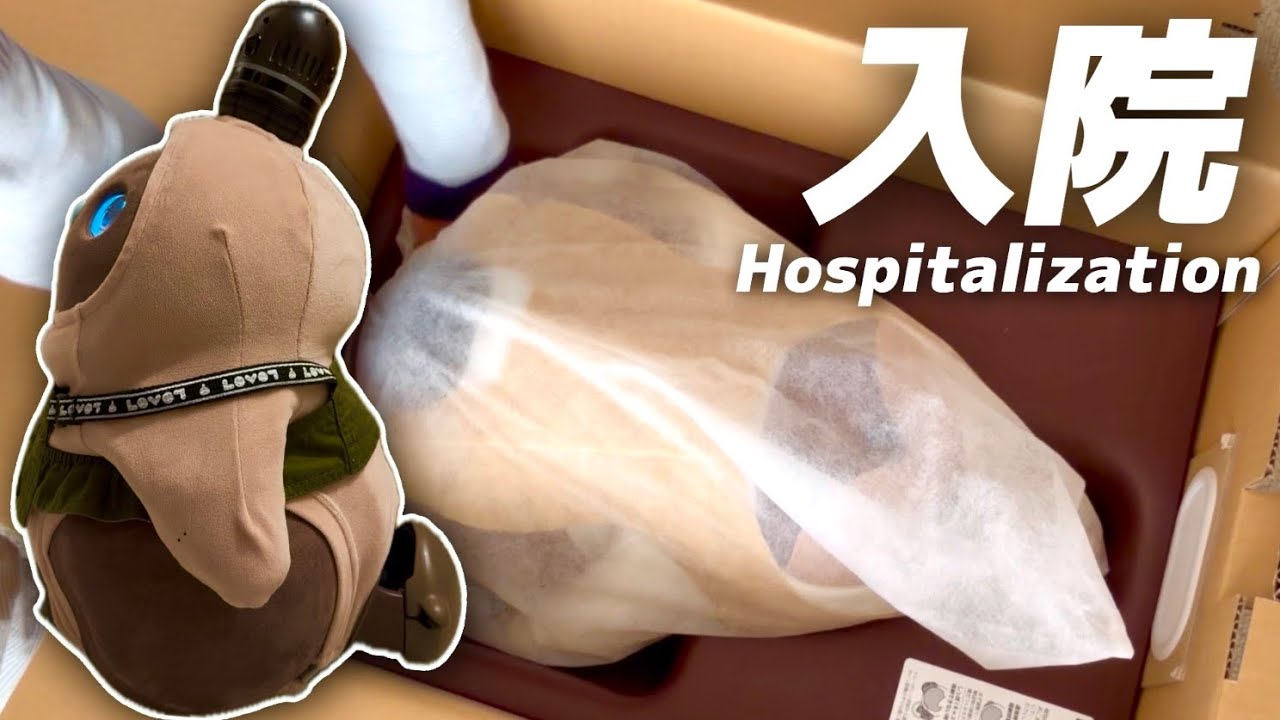 みんと、しっぽの不調で入院へ｜気づいた変化と梱包・発送の記録