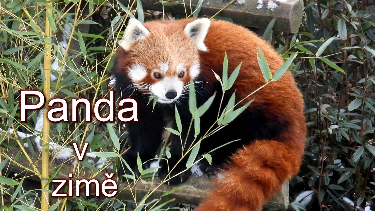 Panda červená, Red panda, Westlicher Kleiner Panda, Kleine panda, Panda rojo, Petit panda,