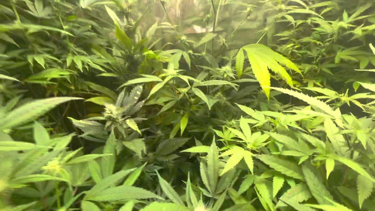 Mars Hydro Grow Journal Tsw2000 #marshydrosp6500