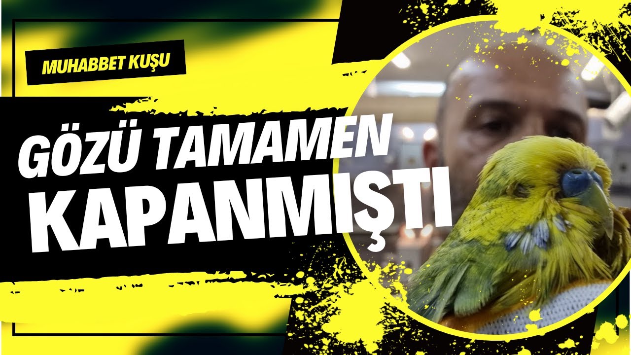 MUHABBET KUŞLARINDA GÖZ PROBLEMLERİ -JUMBO MUHABBET KUŞU GÖZ TEDAVİ- MUHABBET KUŞU HASTALIKLARI