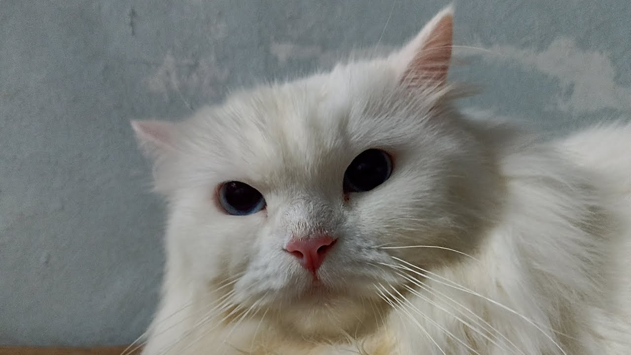 LEDY ke SALON MANDI MINGGU 11 JANUARI 2026