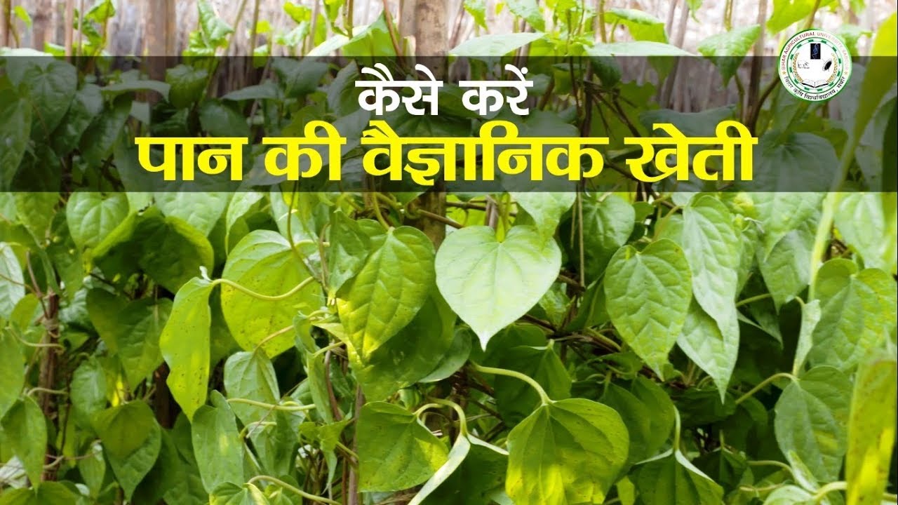 पान की खेती कैसे करें || Betel-Vine Cultivation