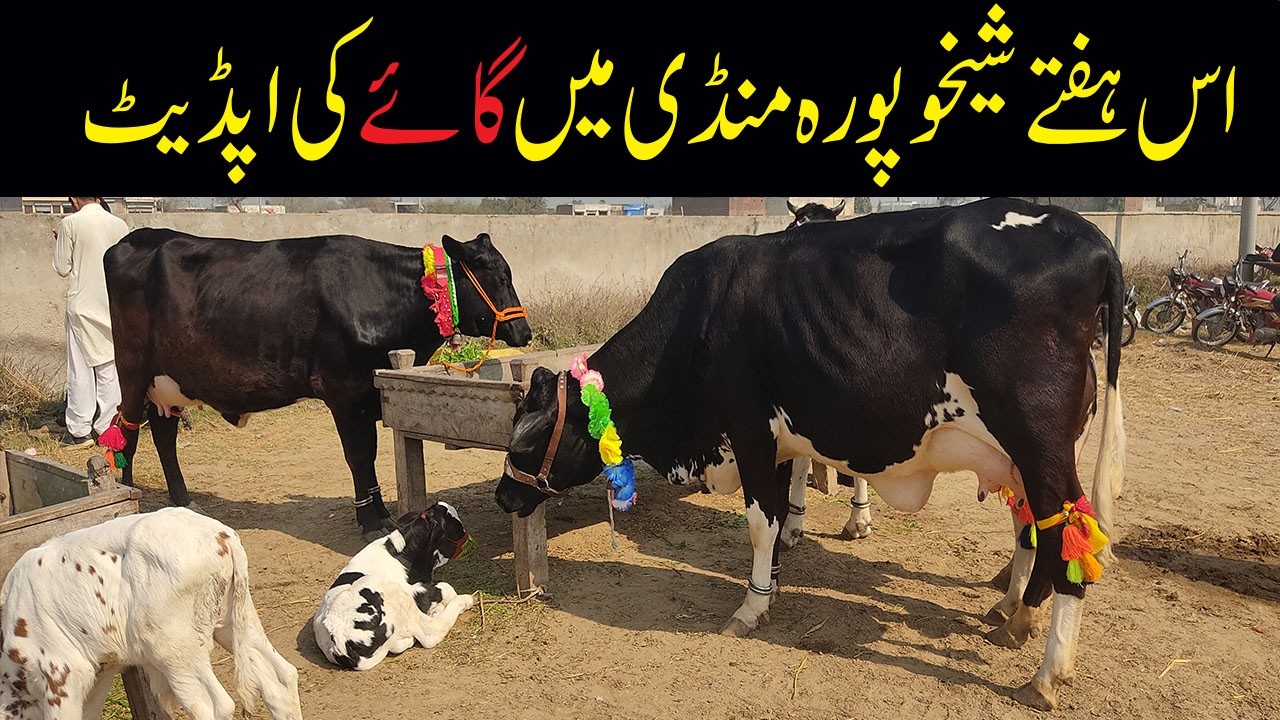 Cow ki fresh Demand in Sheikhupura and Sheikhupura Mandi | آج شیخوپورہ منڈی میں گائے کی اپڈیٹ