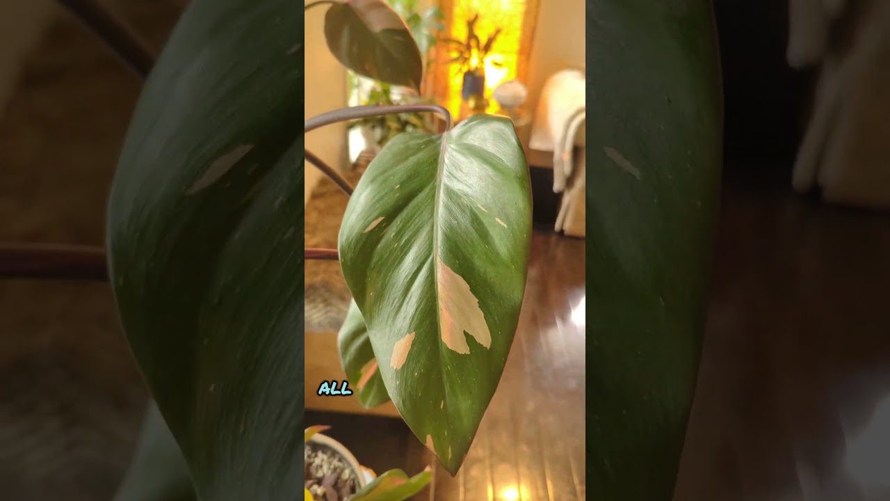 Easy Houseplants for Every Home #easyhouseplants #houseplanttips #indoorplants #plantcare