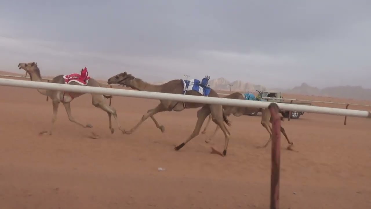 الشوط الرئيسي للبكار الحقايق 4كم (شراره) لـ بدر بن جويس الشراري 1443/8/9 هـ