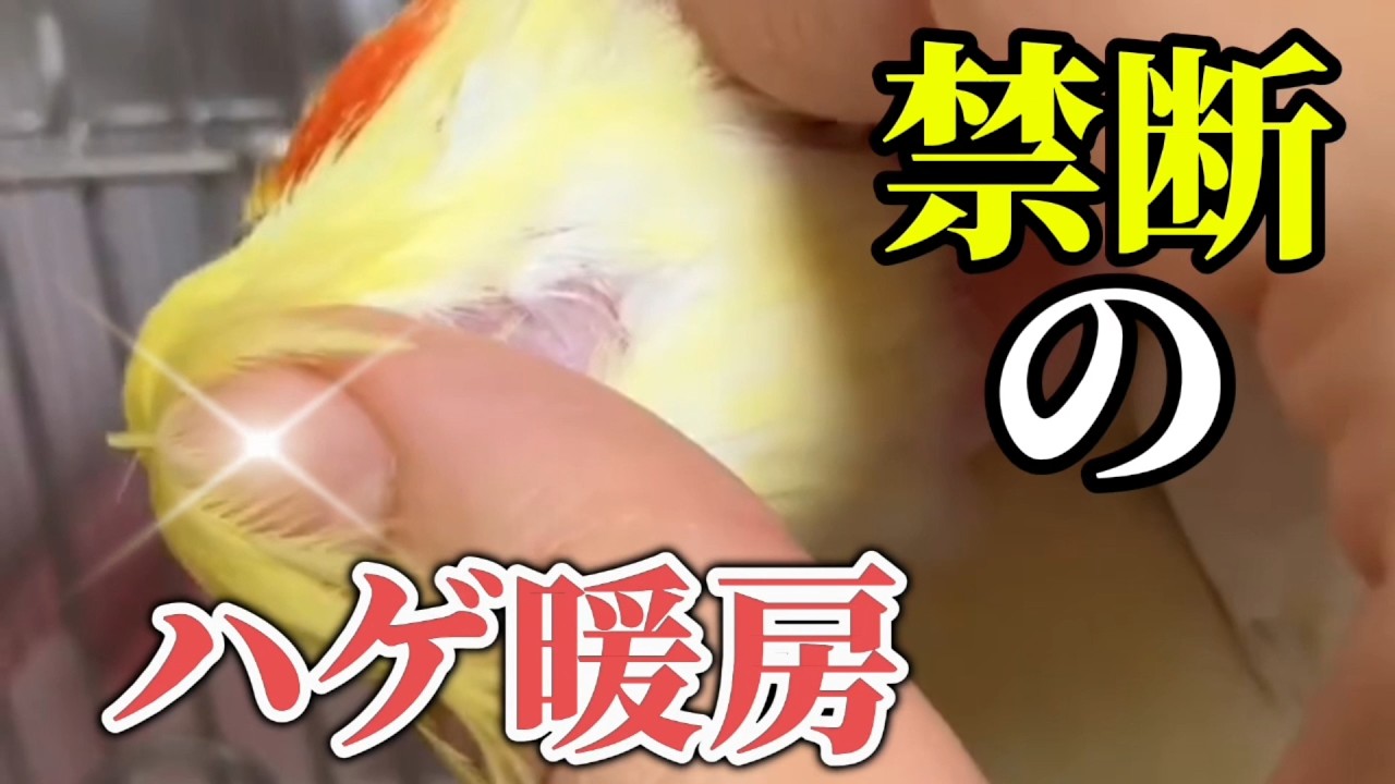 [Hilarious] This week's roundup of the Momofuki Squad! The parakeet that goes home in a flash and...