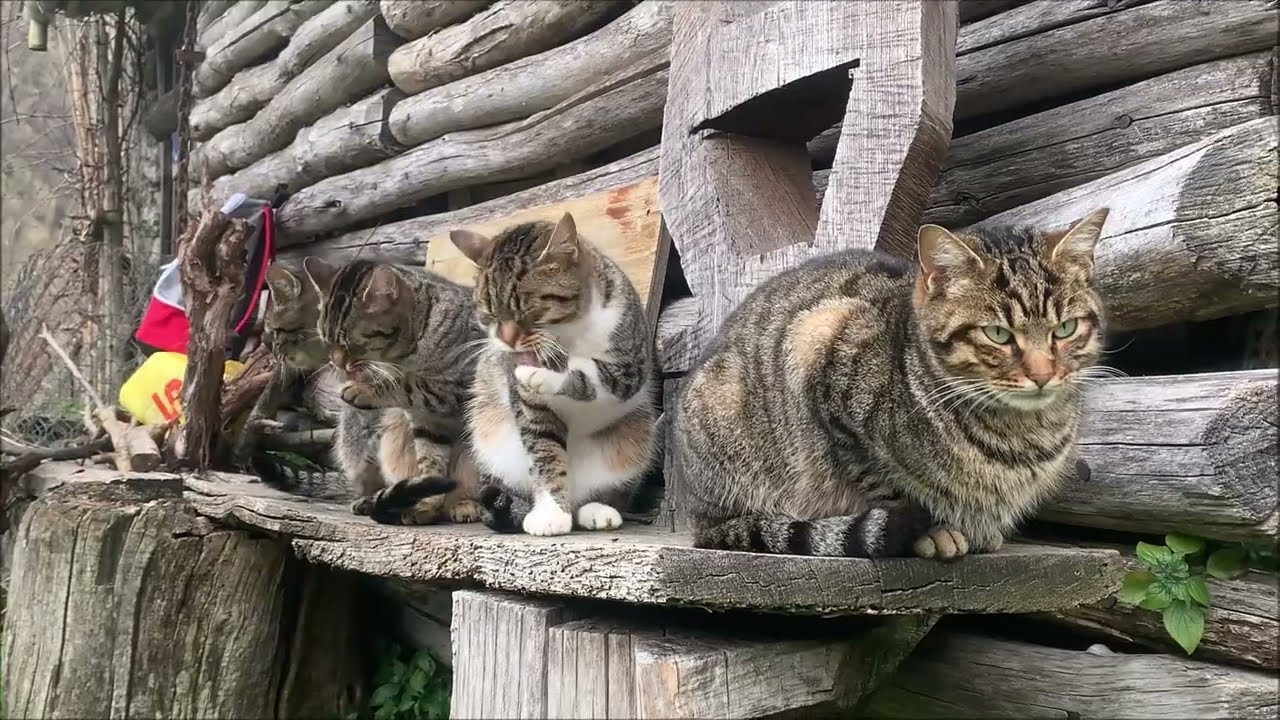 Alla Castagnola tutto ok anche se manca la stranierina 2, è la 1^ volta che i gatti mi accompagnano