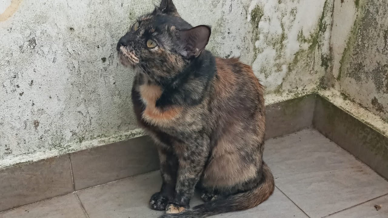 Cats & kittens are 832 & 741 & 667 & 584 & 483 & 466 & 418 & 342 & 227 & 189 & 89 & 249 &183 &81&47d
