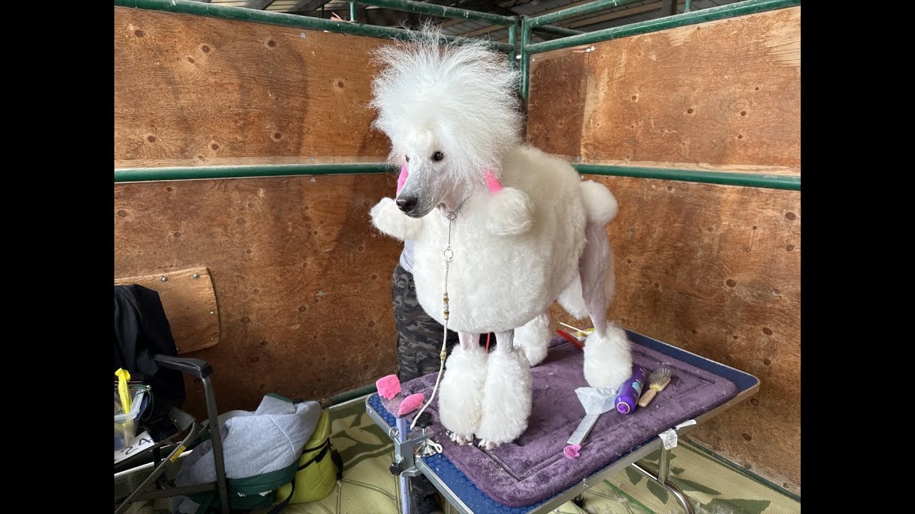 Banding a Poodle for Dog Shows