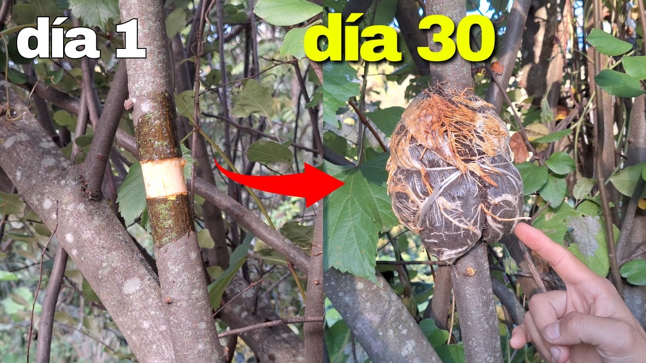 👉Éste es el TIEMPO real que tarda un ACODO AÉREO en HECHAR RAICES