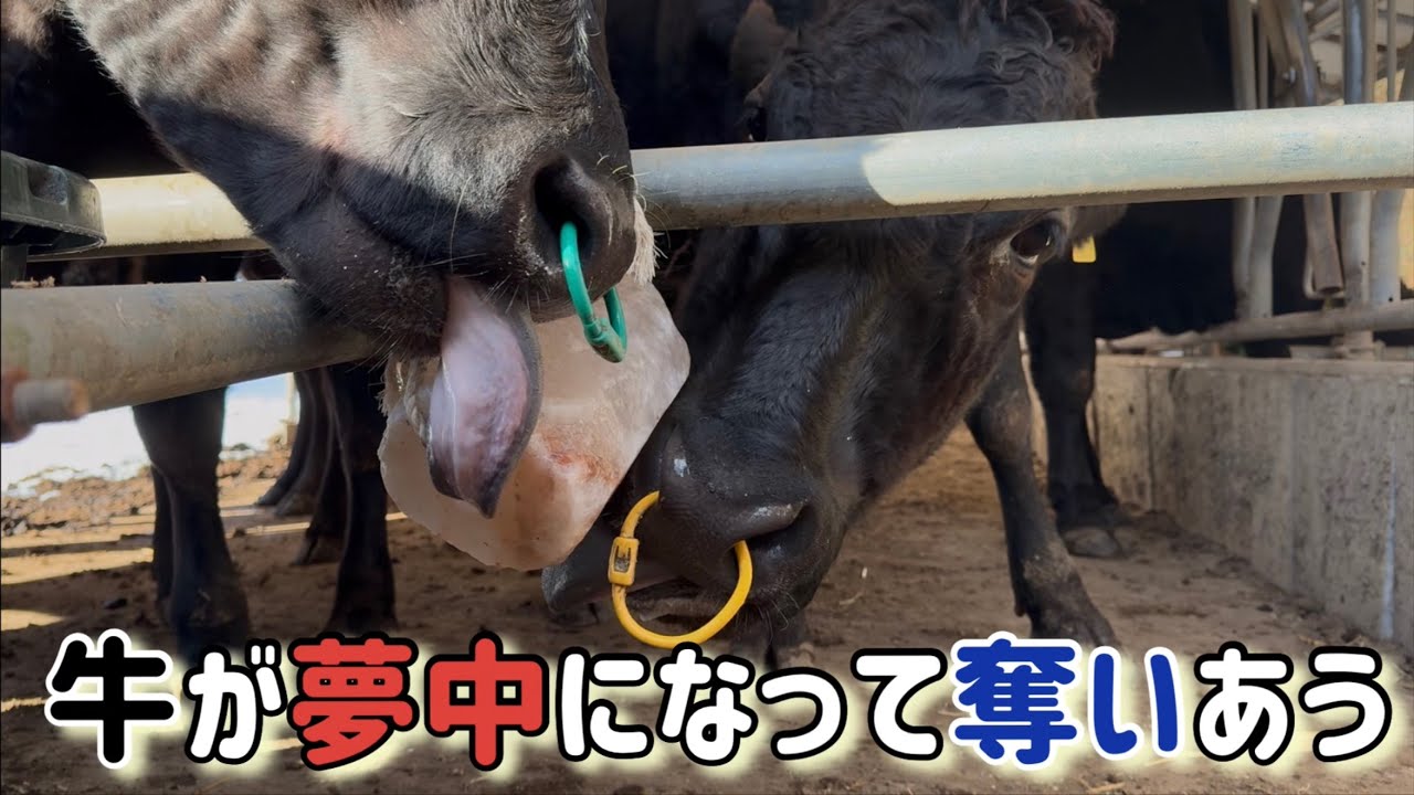 何を奪いあってるのか？