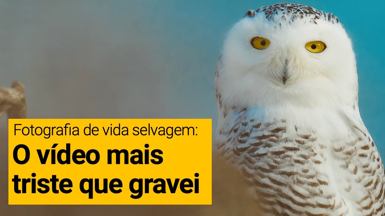 Fotografia de vida selvagem: Coruja-das-Neves - o v&iacute;deo mais triste que fiz at&eacute; agora