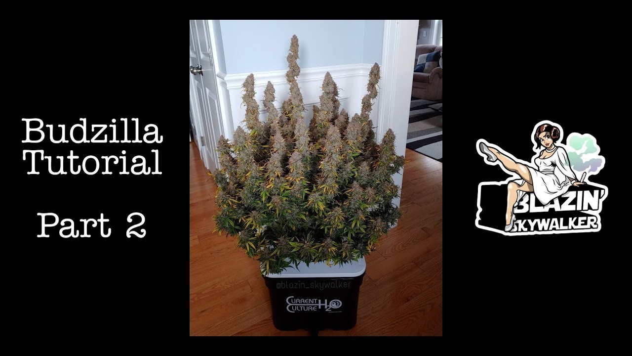 Budzilla Tutorial - Part 2