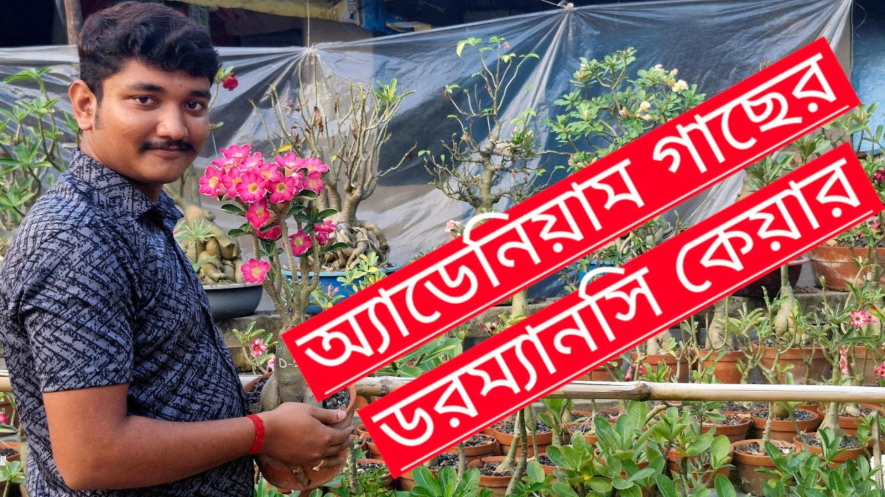 অ্যাডেনিয়াম গাছের ডরম্যানসি কেয়ার||Adenium plant dormancy care||