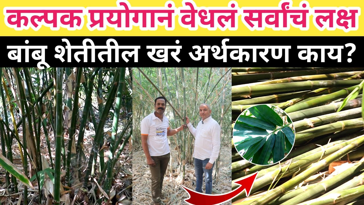 Bamboo Farming | बांबू शेतीमध्ये तरुणानं केला रेकॉर्ड, कल्पक प्रयोगानं वेधलं सर्वांचं लक्ष
