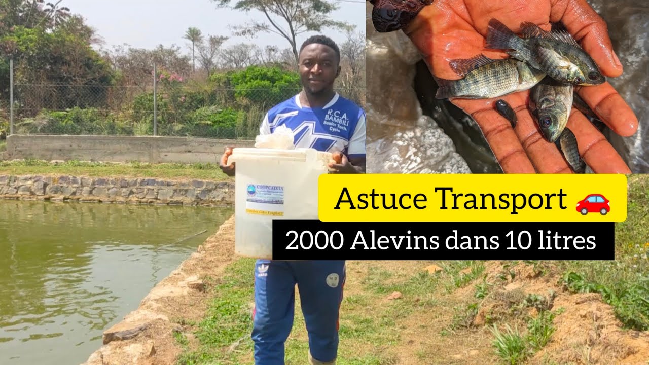 𝗗𝗮𝗻𝘀 𝟭𝟬 𝗹𝗶𝘁𝗿𝗲𝘀 𝗱'𝗲𝗮𝘂 🐟 | 𝗔𝘀𝘁𝘂𝗰𝗲 pour le 𝗧𝗿𝗮𝗻𝘀𝗽𝗼𝗿𝘁 🚗 𝗼𝗽𝘁𝗶𝗺𝗮𝗹 de 𝟮𝟬𝟬𝟬 𝗔𝗹𝗲𝘃𝗶𝗻𝘀 de 𝗧𝗶𝗹𝗮𝗽𝗶𝗮. by 𝗕𝗢𝟭𝟬