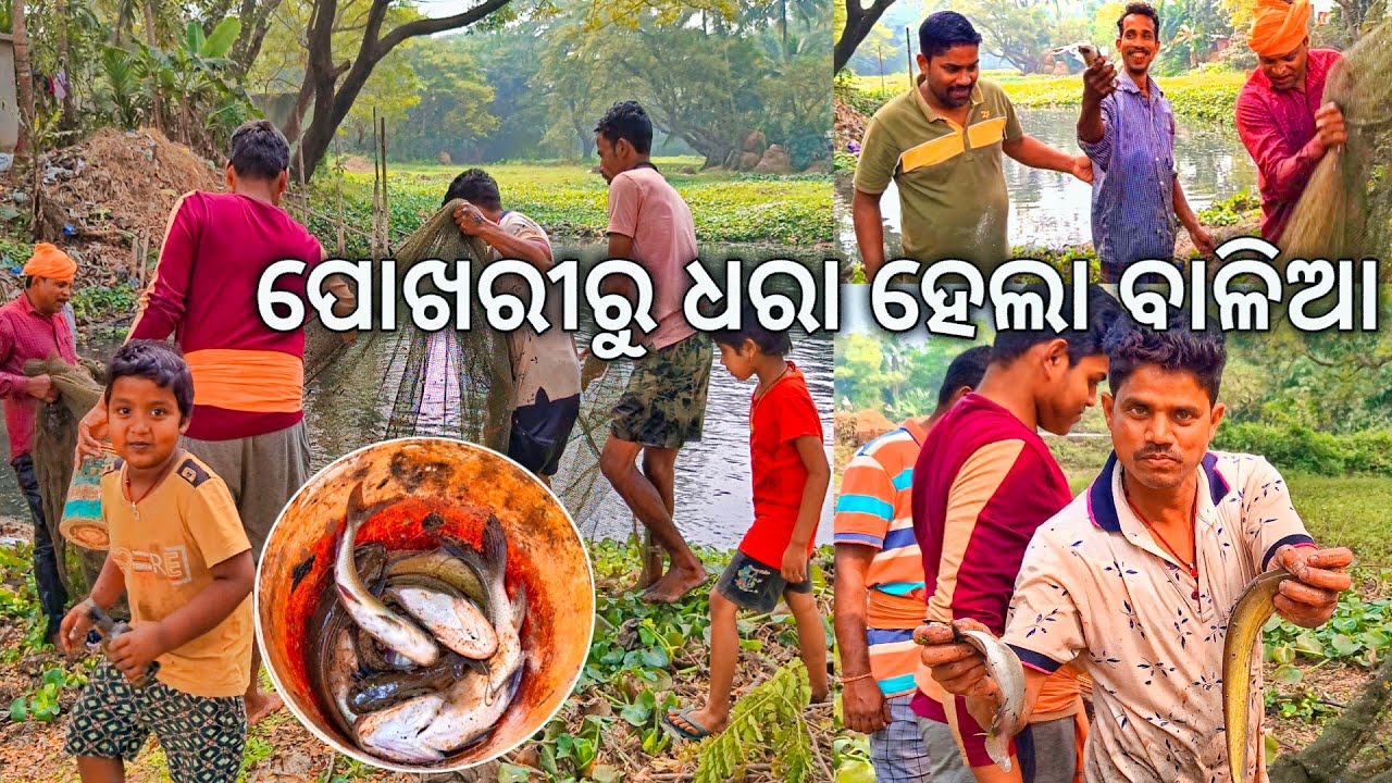 ଗାଁ ପୋଖରୀରୁ ଧରା ହେଲା ବାଳିଆ 🦈 l ମାଛ ଧରା l Net fishing in village pond l Gouranga Nayak Odia Vlogs