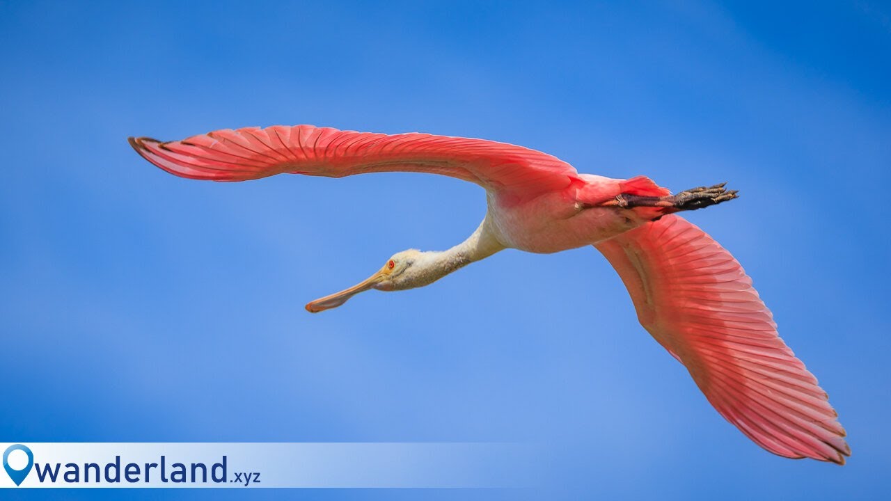 Florida Birding! Orlando Wetlands with Canon R5II and RF 100-500mm
