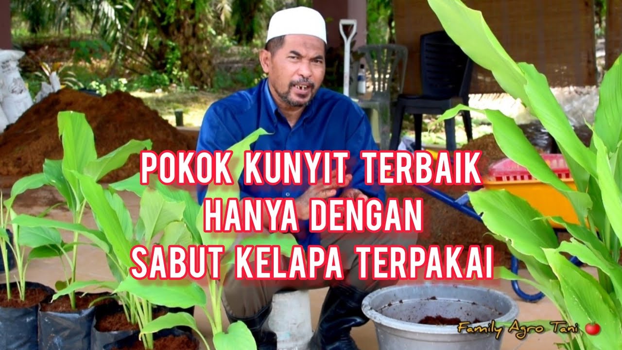 POKOK KUNYIT TERBAIK HANYA DENGAN SABUT KELAPA TERPAKAI